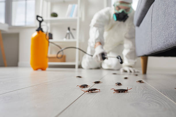 Commercial Rodent Management in Three Rivers
